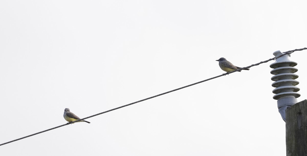 Cassin's Kingbird - ML646089675