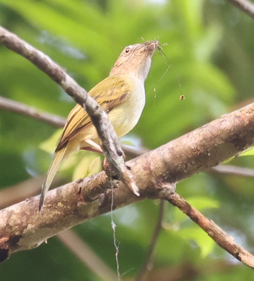 Yellow-olive Flatbill - ML646089677