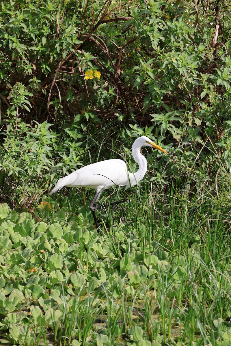 Great Egret - ML646089678