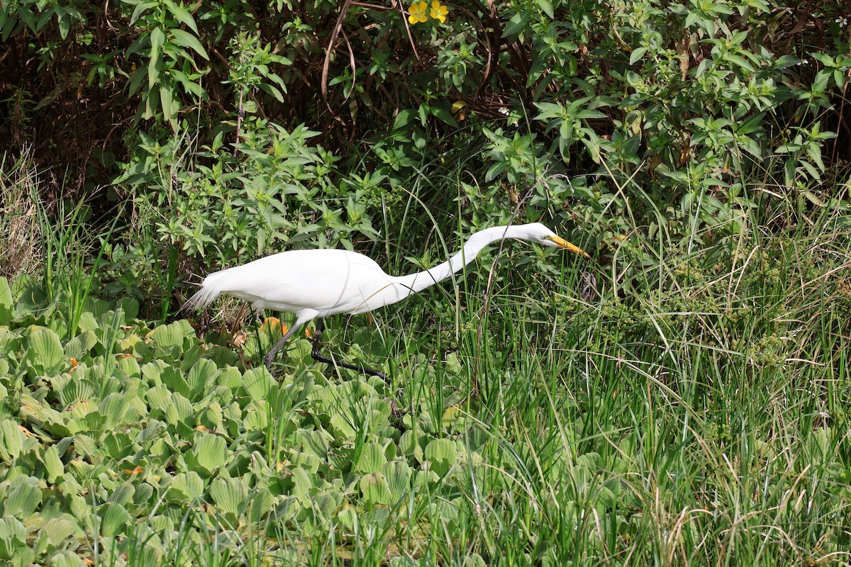 Great Egret - ML646089679
