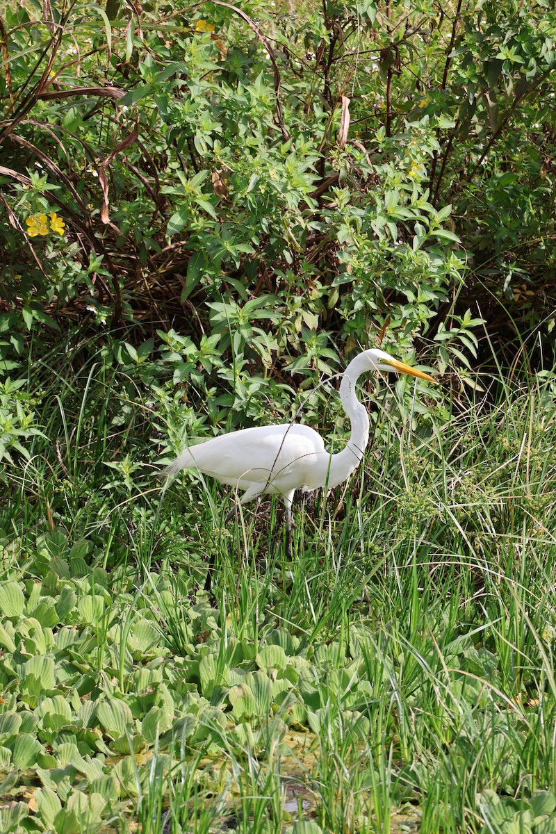 Great Egret - ML646089680