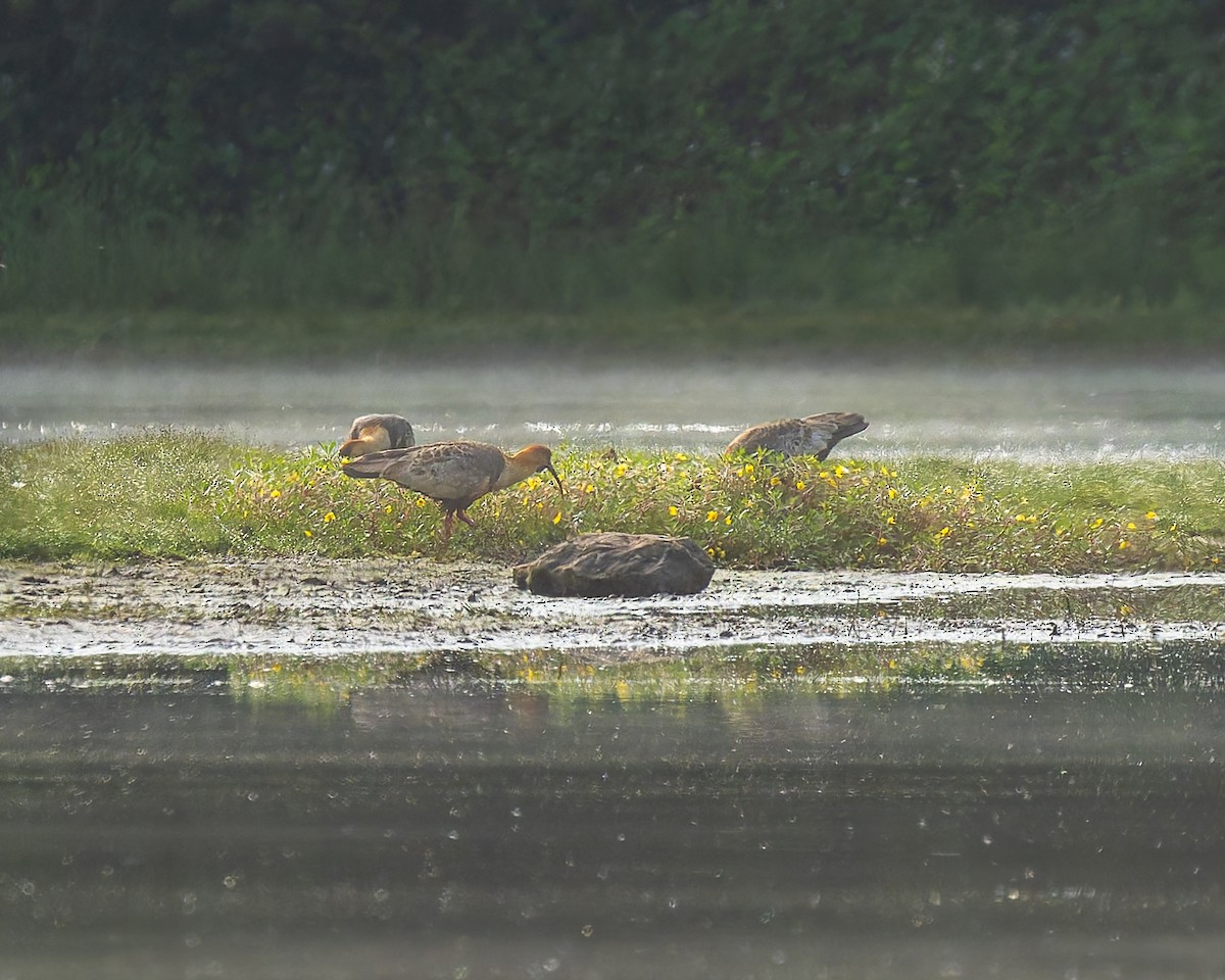 Black-faced Ibis - ML646089681
