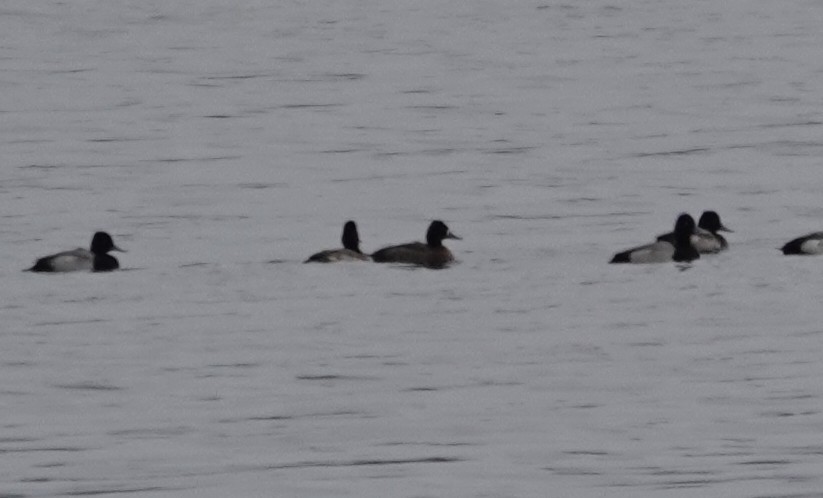 Lesser Scaup - ML646089686