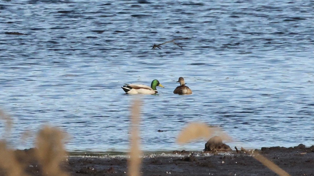 Mallard - ML646089690