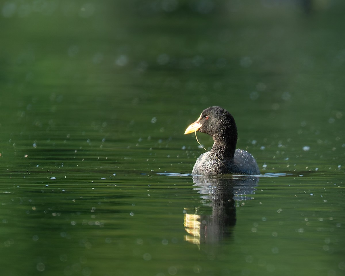 Red-gartered Coot - ML646089694