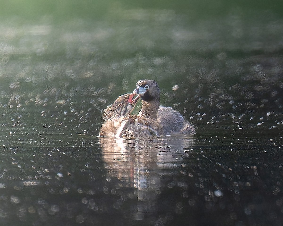 Pied-billed Grebe - ML646089699