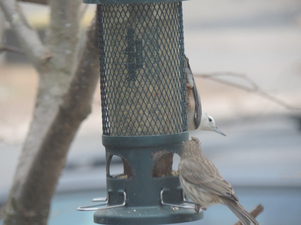 Sittelle à poitrine blanche - ML646089701