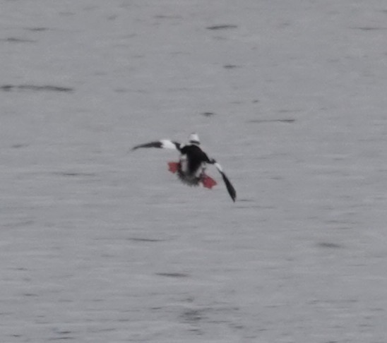 Bufflehead - ML646089703