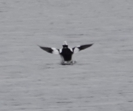 Bufflehead - ML646089704