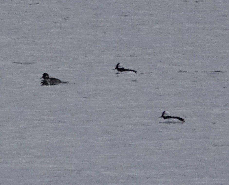 Bufflehead - ML646089705