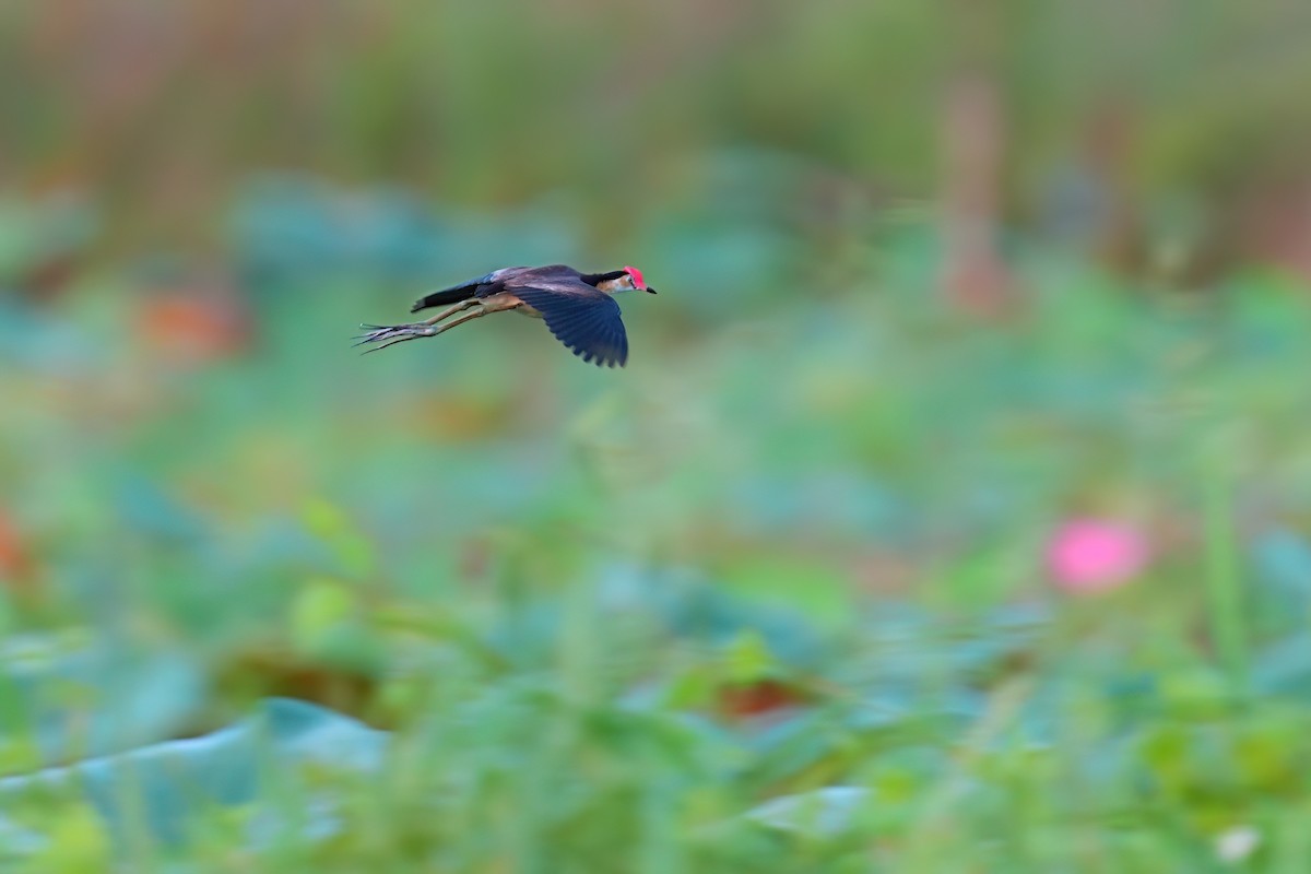 Comb-crested Jacana - ML646089706