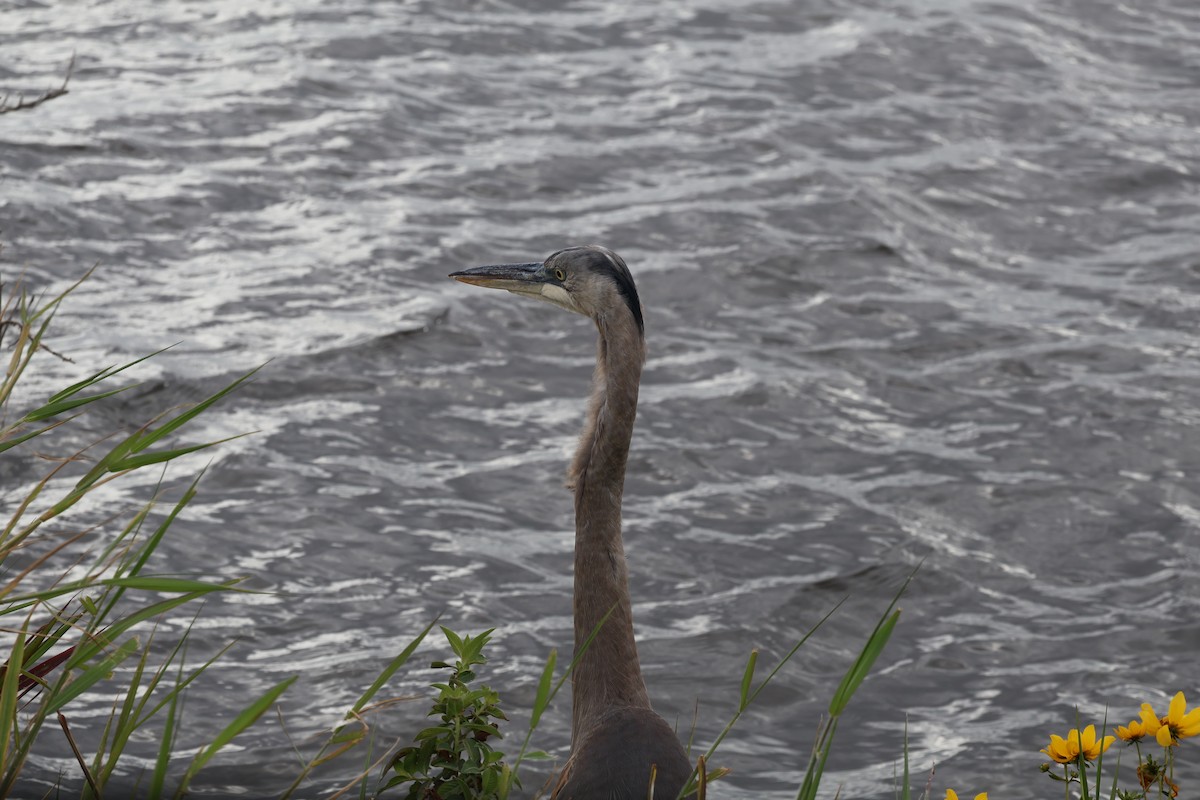 Koartza hauskara amerikarra - ML646089707