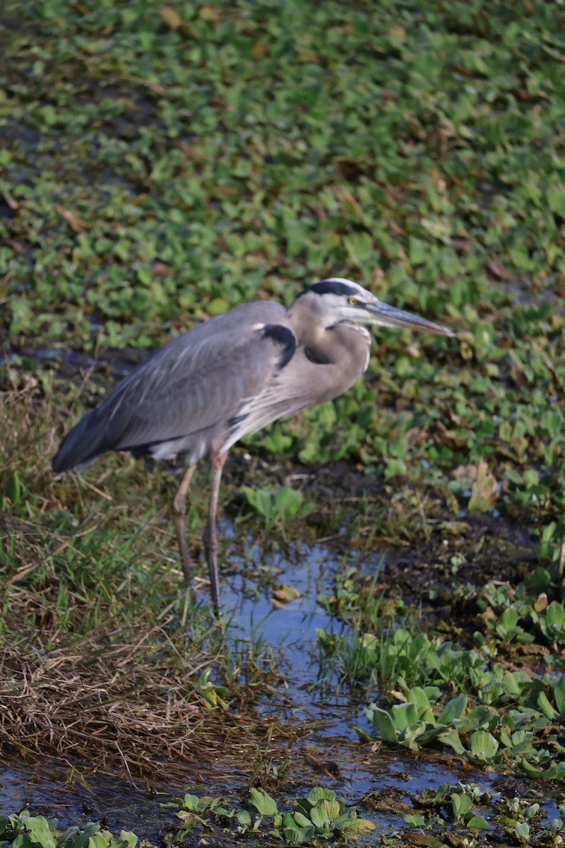 Koartza hauskara amerikarra - ML646089708