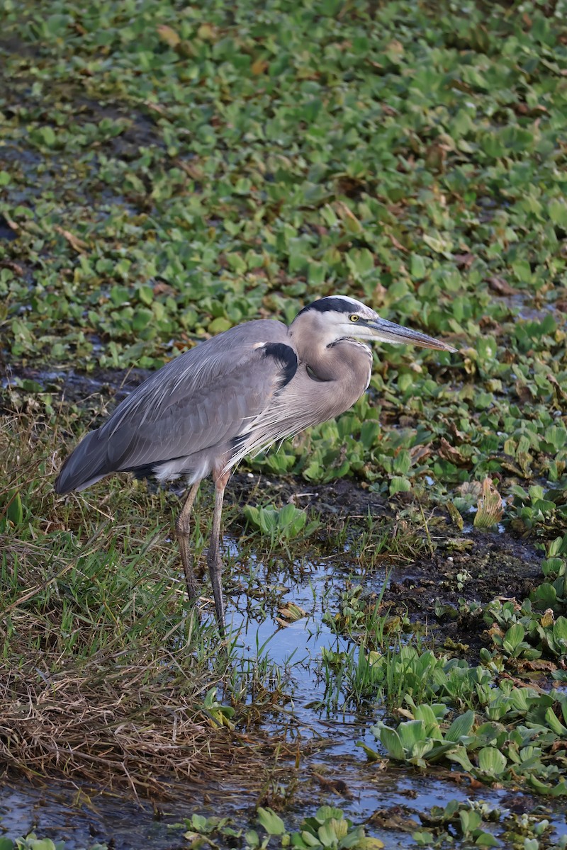 Koartza hauskara amerikarra - ML646089710