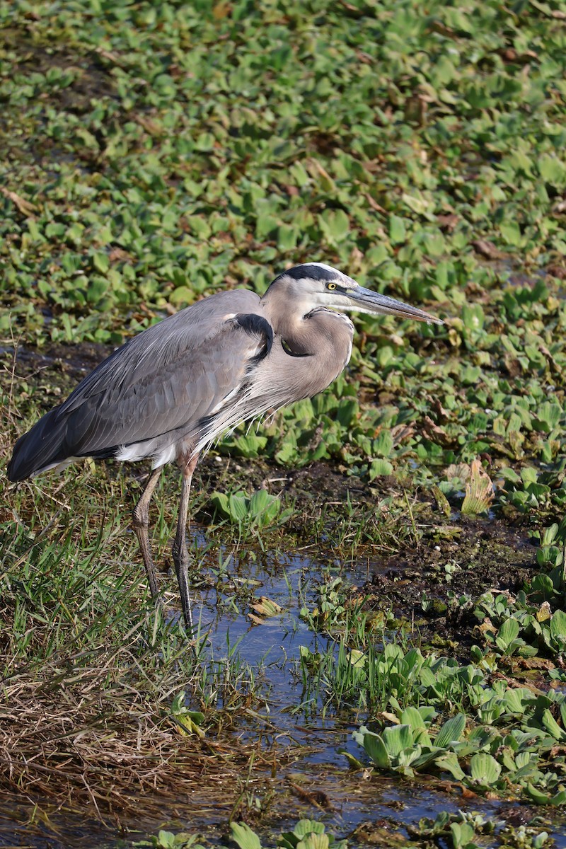 Koartza hauskara amerikarra - ML646089712