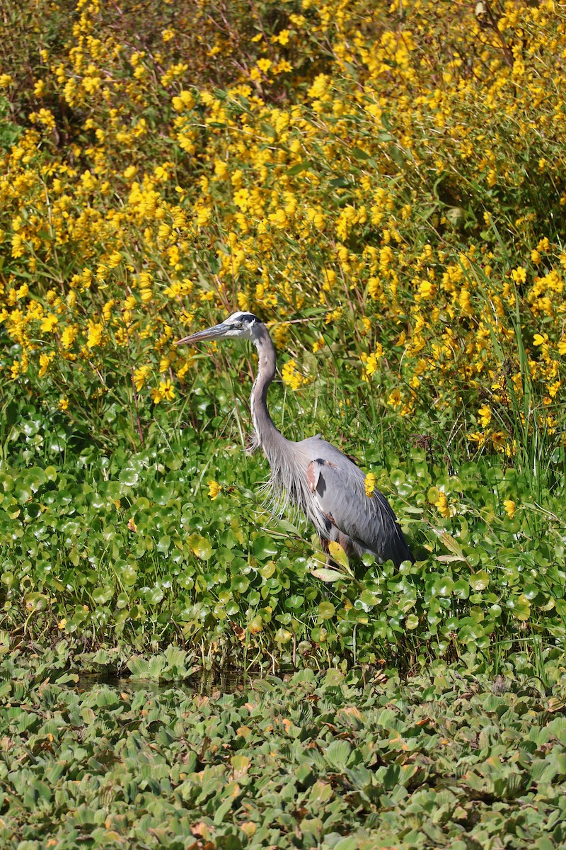 Koartza hauskara amerikarra - ML646089715