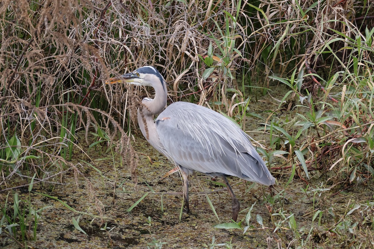 Koartza hauskara amerikarra - ML646089716