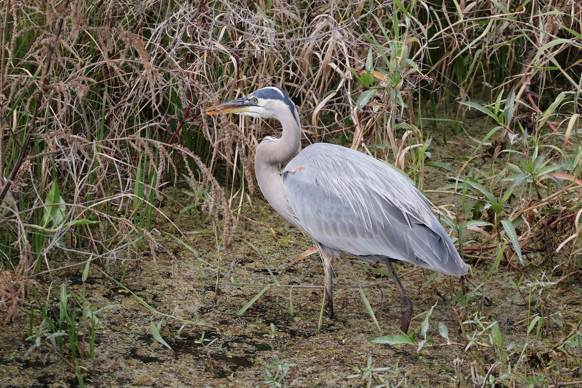 Koartza hauskara amerikarra - ML646089717