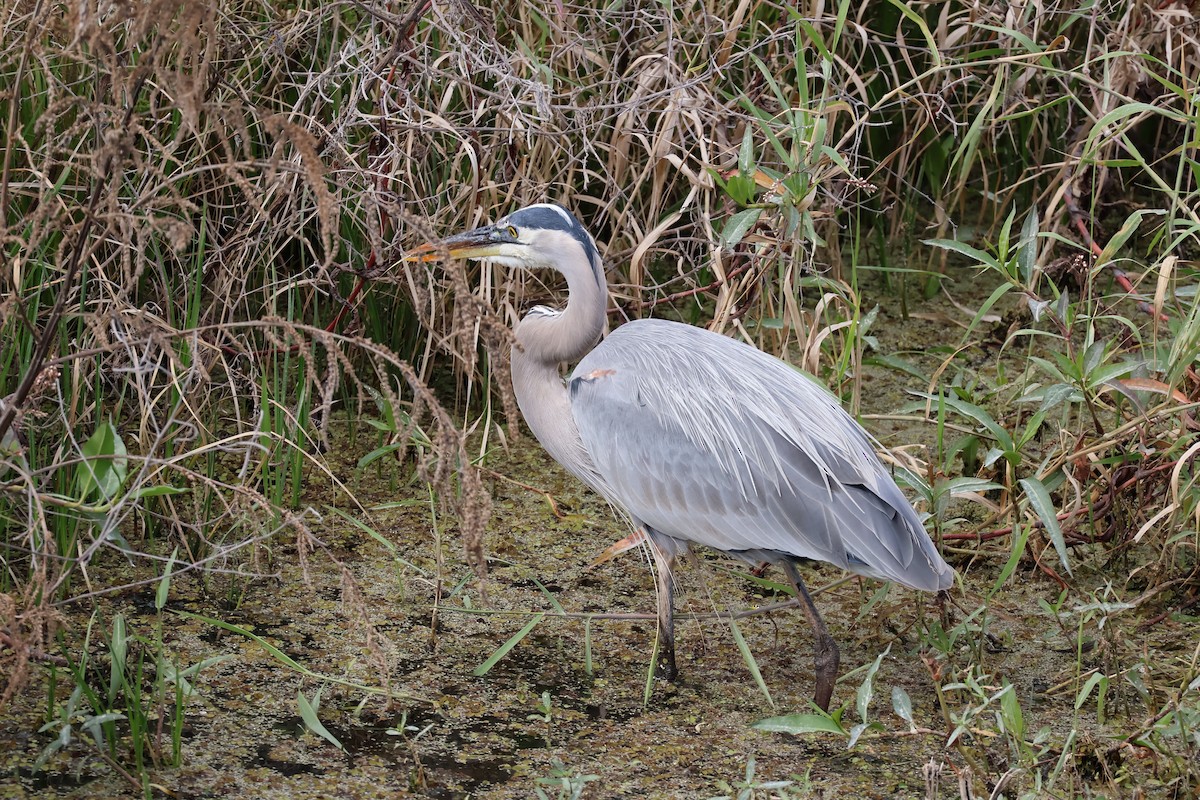 Koartza hauskara amerikarra - ML646089718