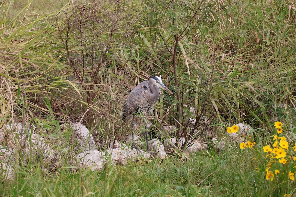 Koartza hauskara amerikarra - ML646089721