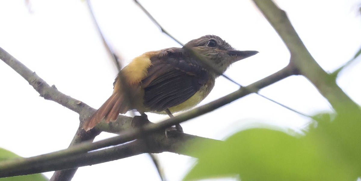 Bright-rumped Attila - ML646089722