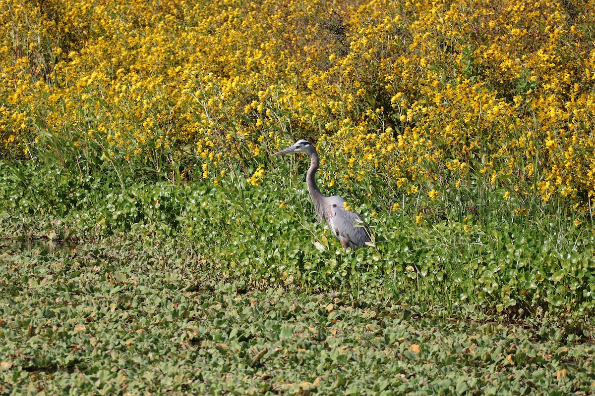 Koartza hauskara amerikarra - ML646089723