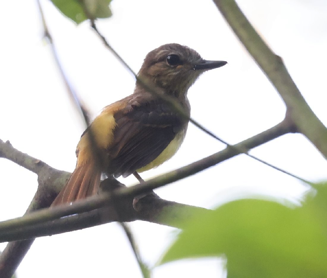 Bright-rumped Attila - ML646089725