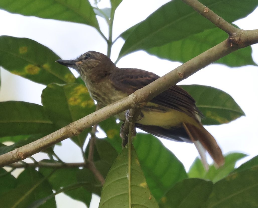Bright-rumped Attila - ML646089733