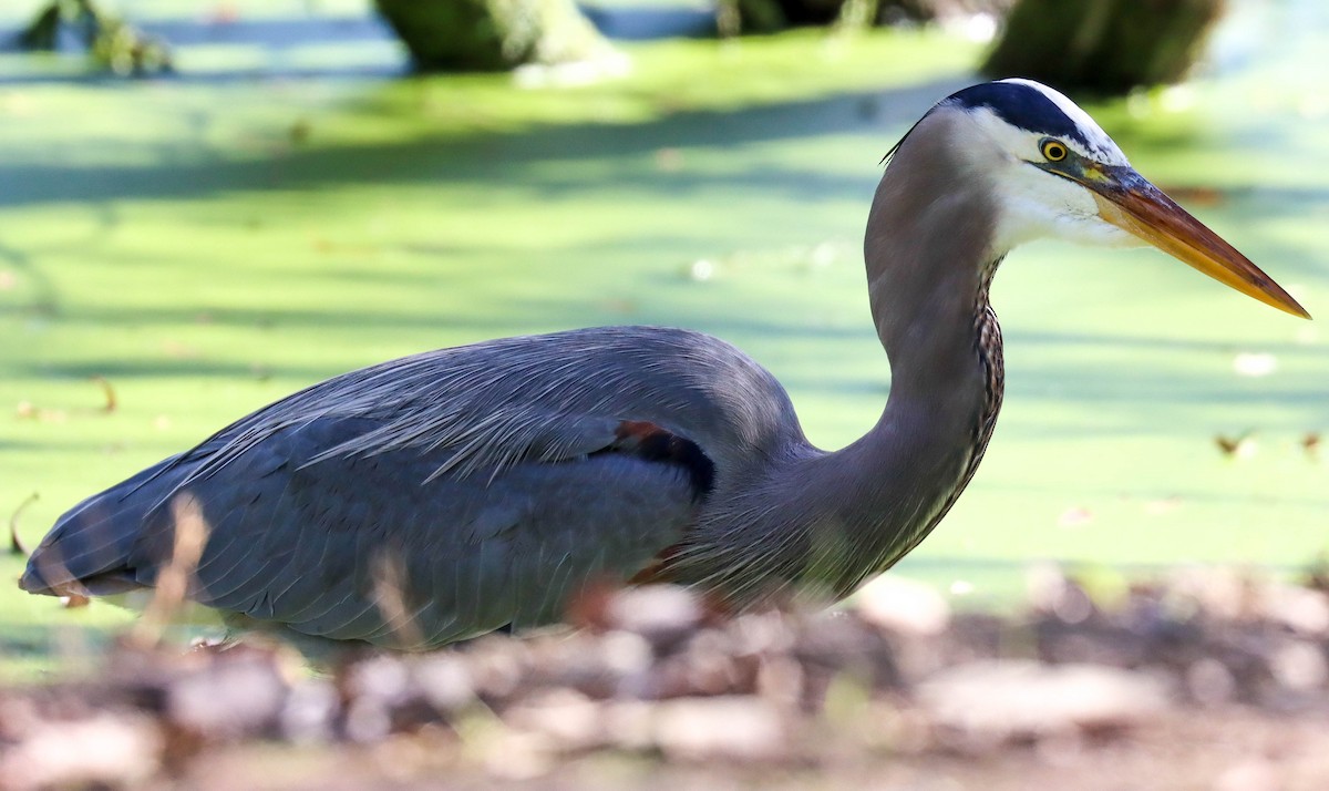 Koartza hauskara amerikarra - ML646089745