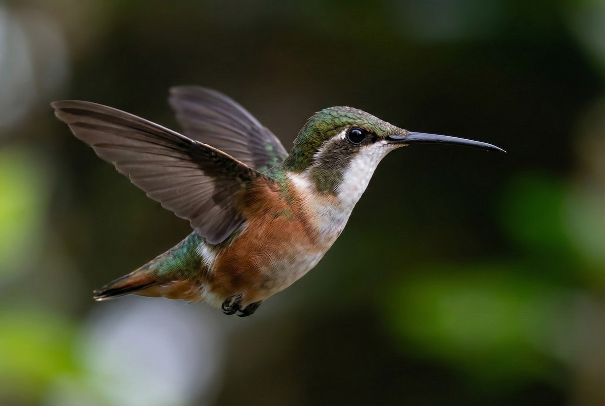 White-bellied Woodstar - ML646089748