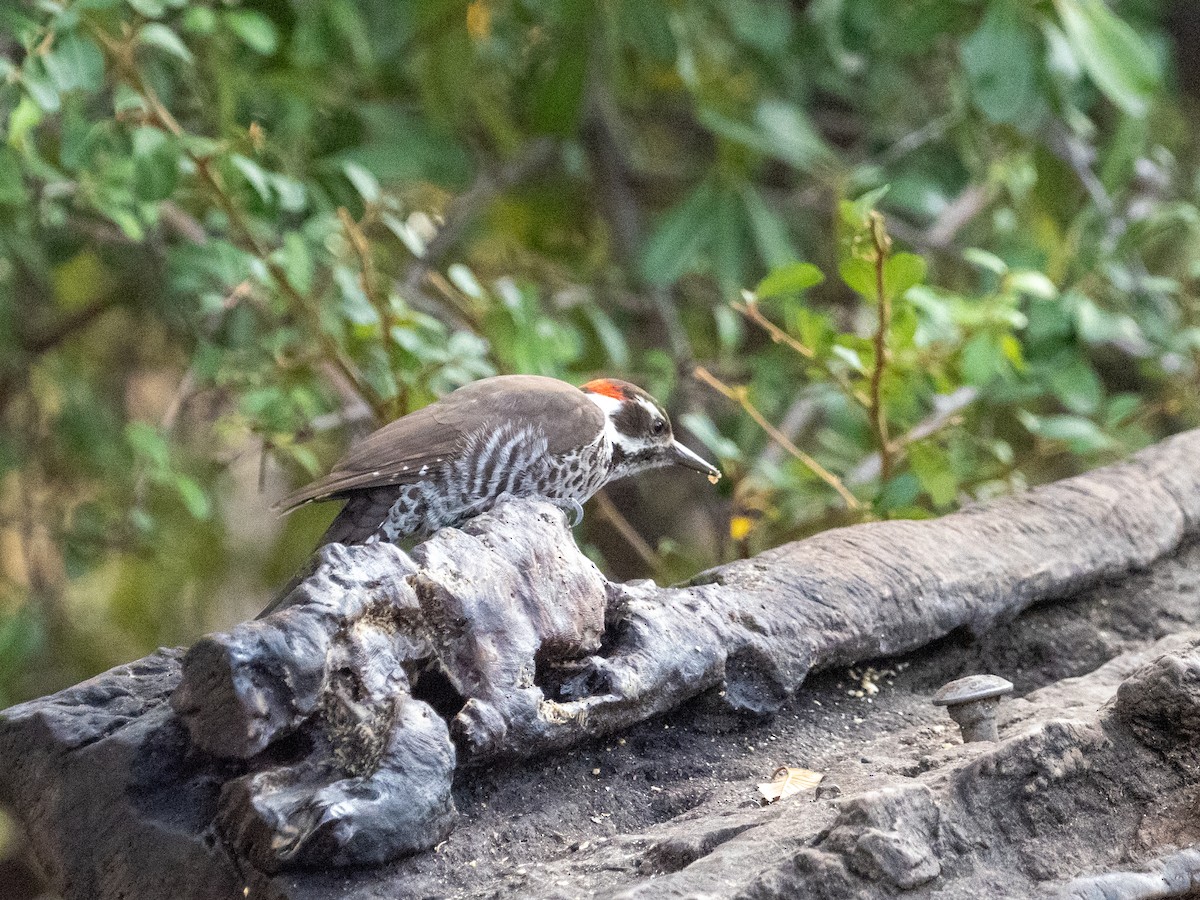 Arizona Woodpecker - ML646089763