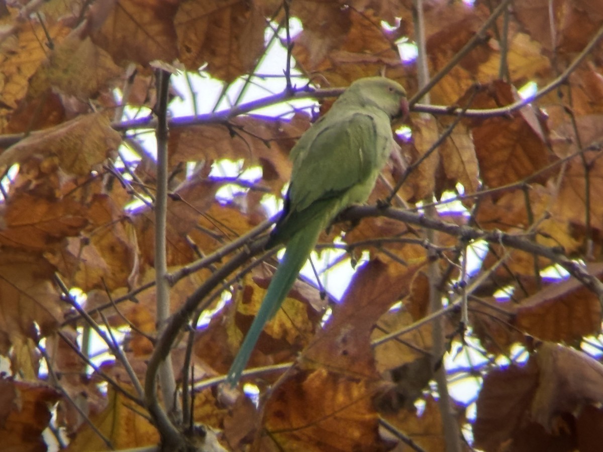 Rose-ringed Parakeet - ML646089764