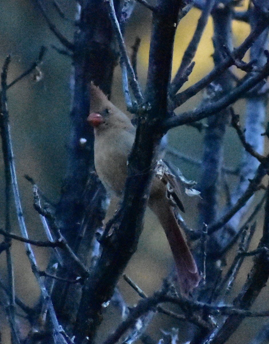 Cardinal rouge - ML646089766