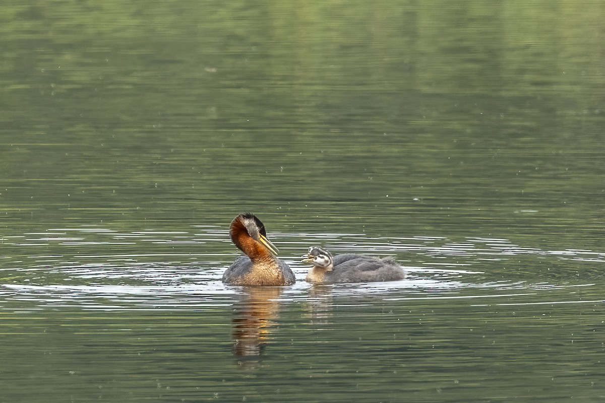 Somormujo Cuellirrojo - ML646089777