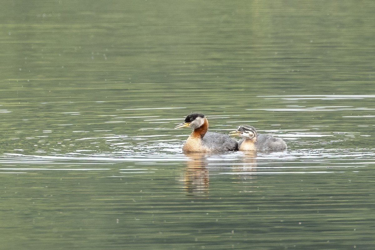 Somormujo Cuellirrojo - ML646089779