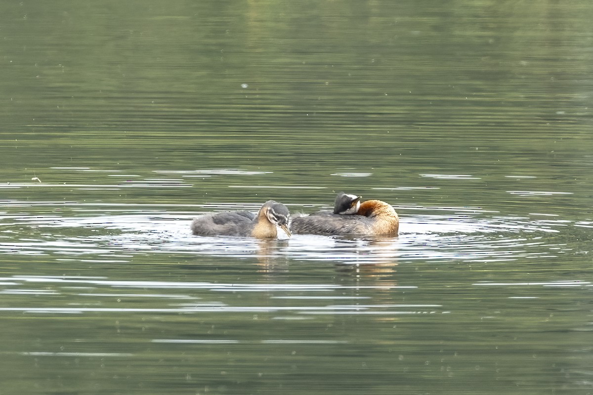 Somormujo Cuellirrojo - ML646089780