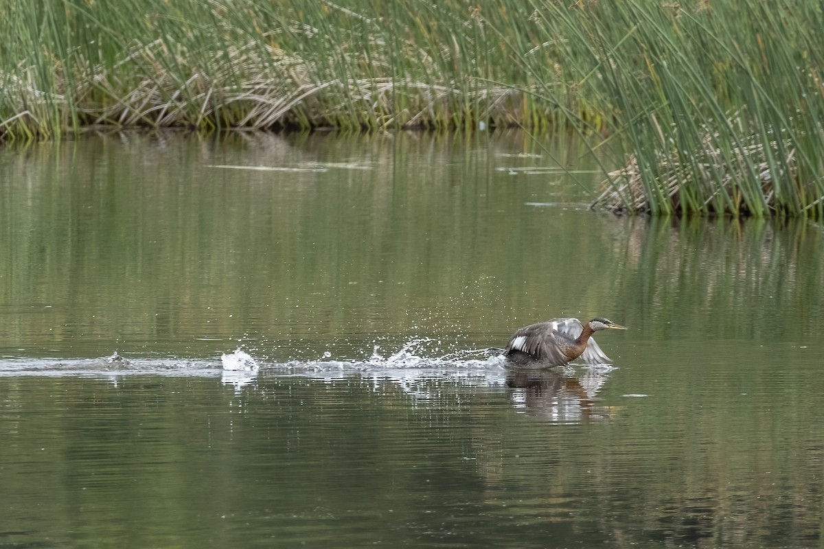 Somormujo Cuellirrojo - ML646089781