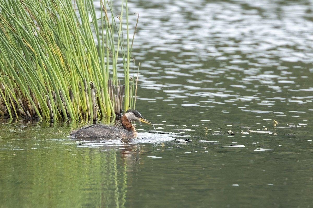 Somormujo Cuellirrojo - ML646089782