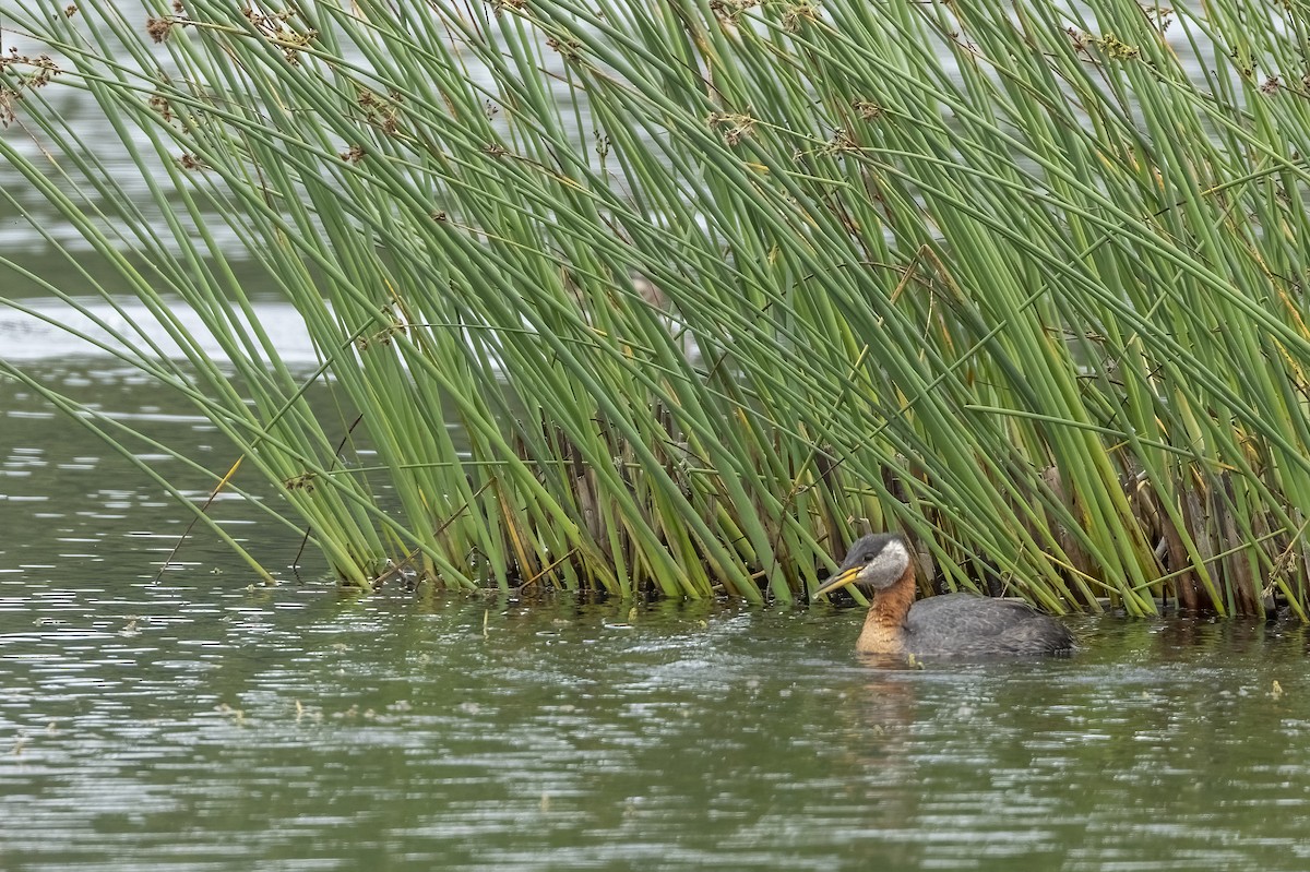 Somormujo Cuellirrojo - ML646089783