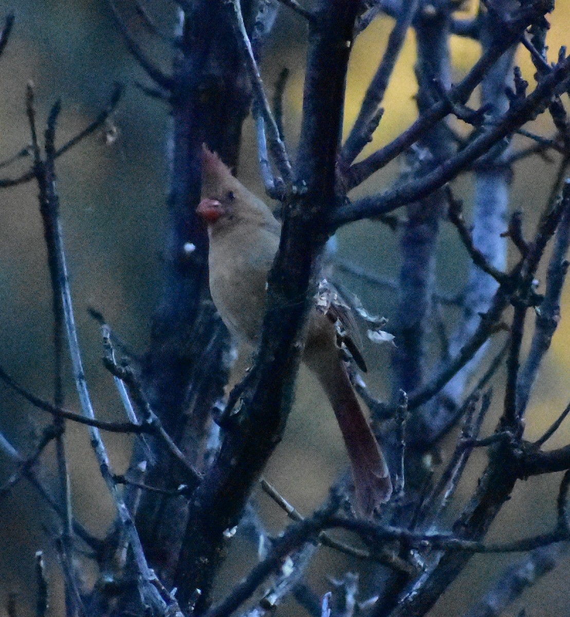 Cardinal rouge - ML646089793