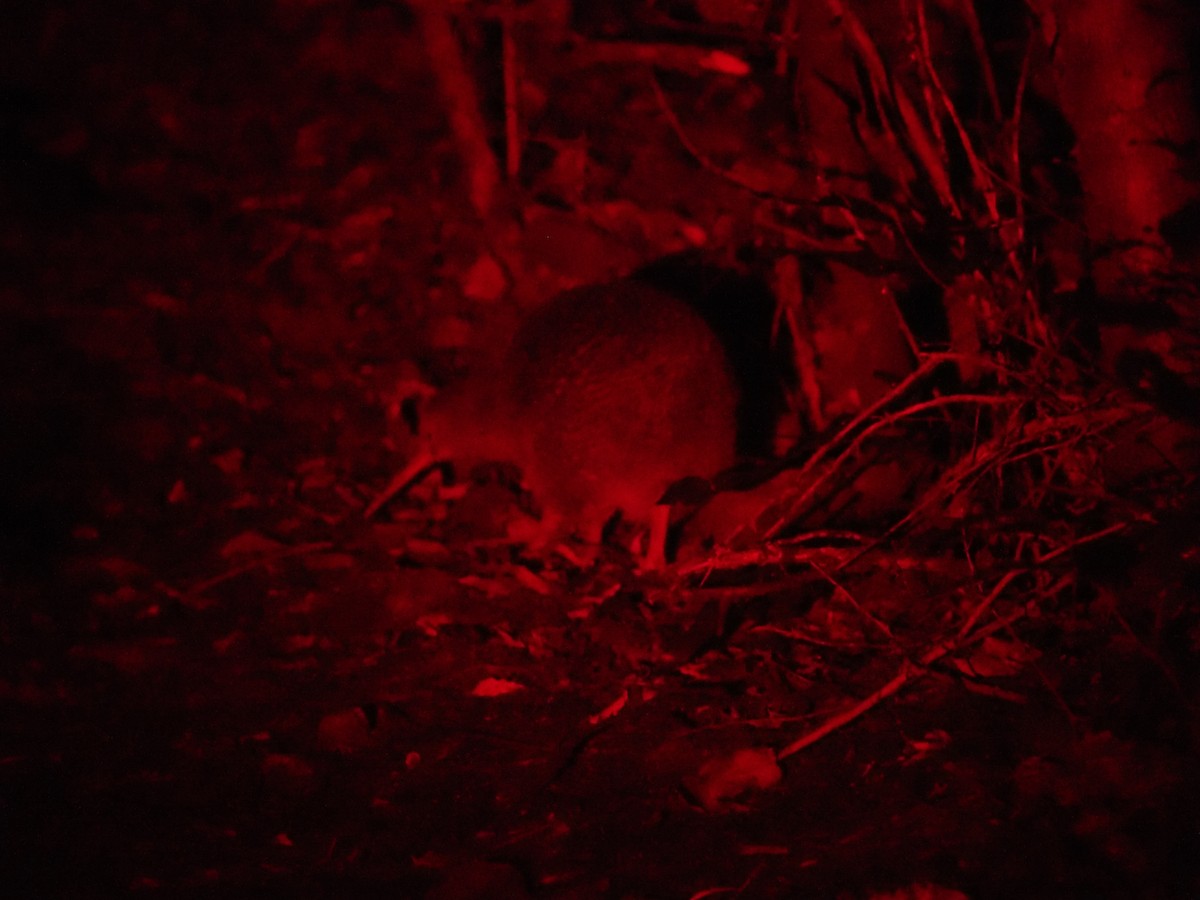 Little Spotted Kiwi - ML646089797