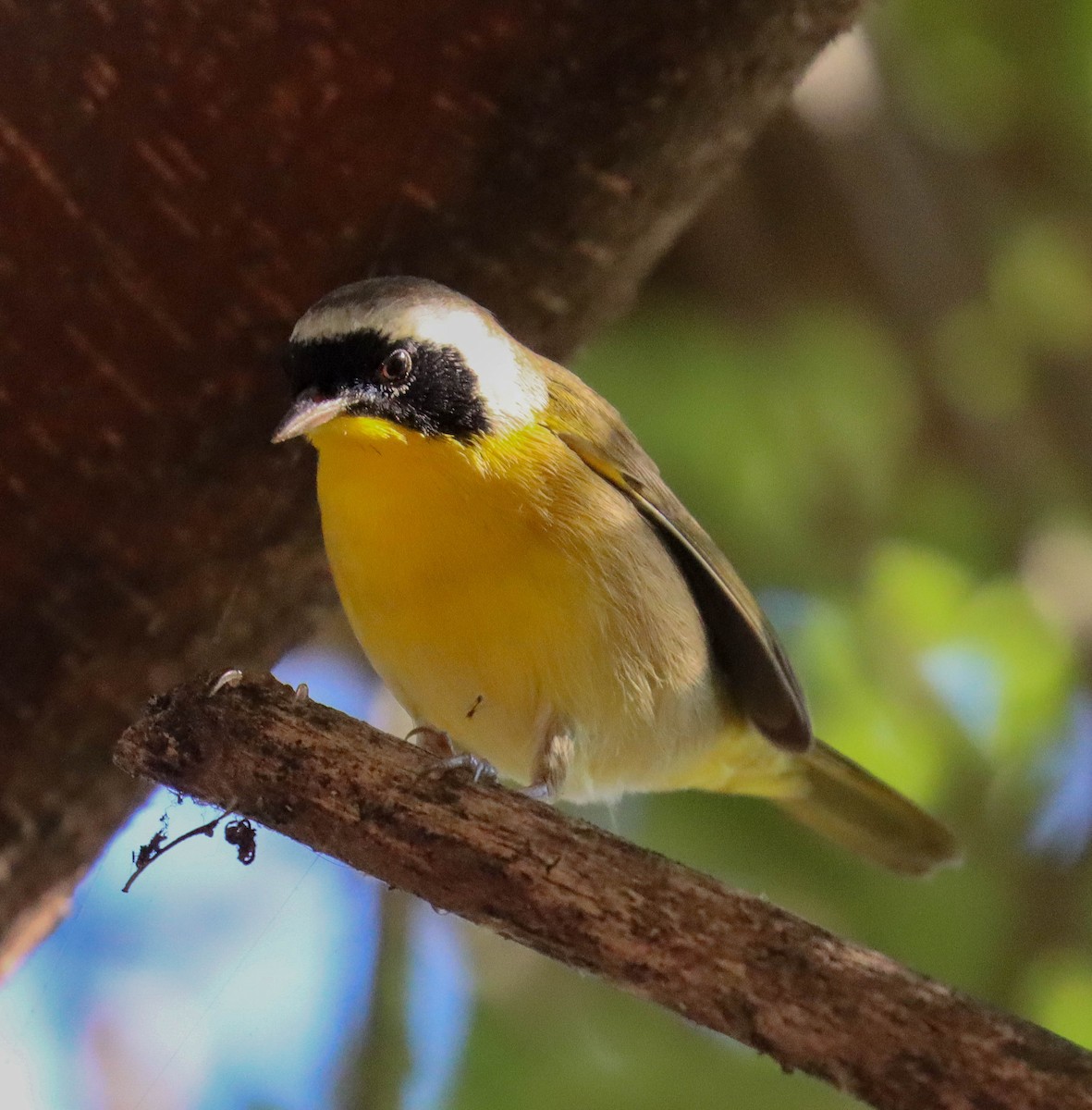 Common Yellowthroat - ML646089799