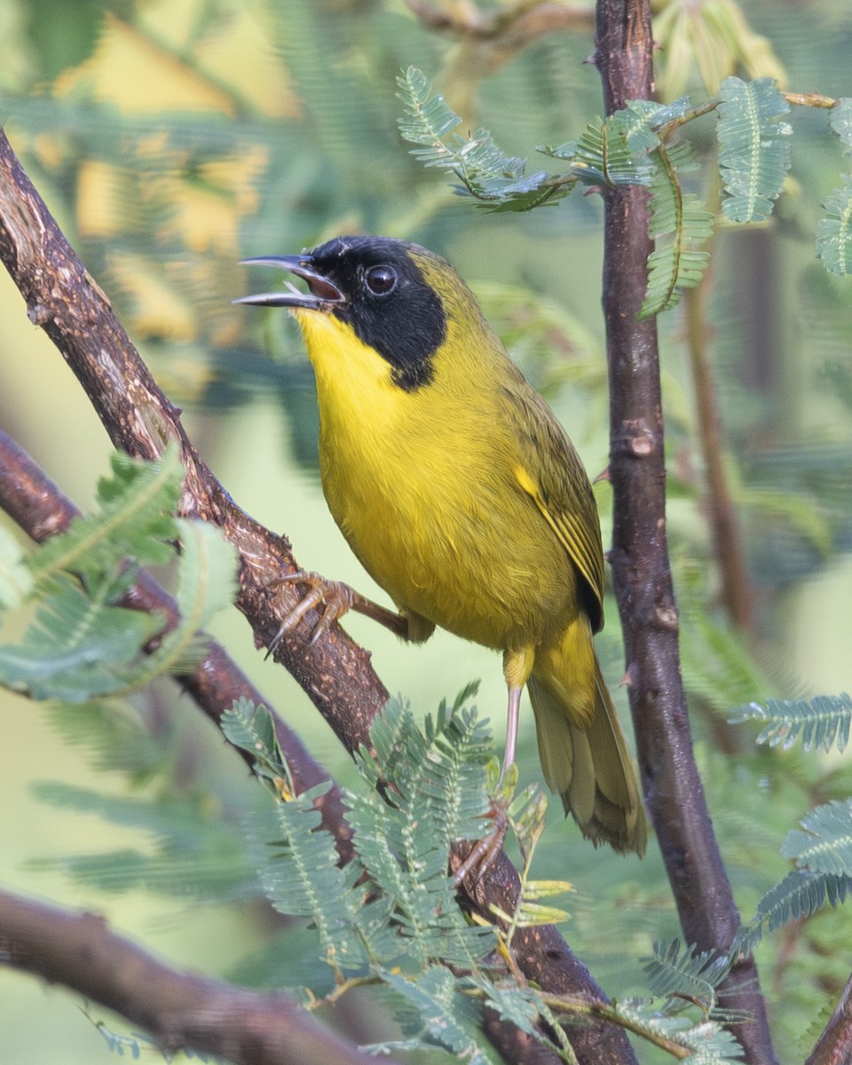 Olive-crowned Yellowthroat - ML646089802