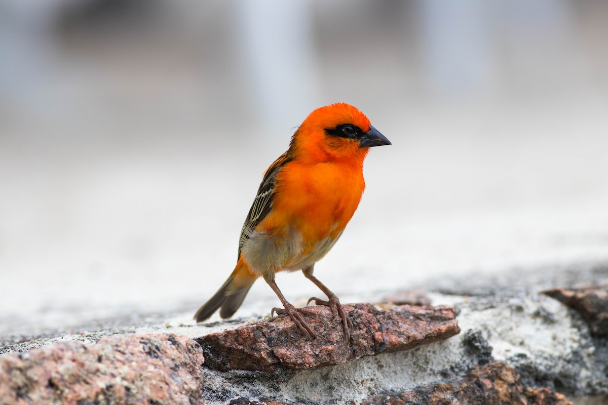 Red Fody - ML646089808