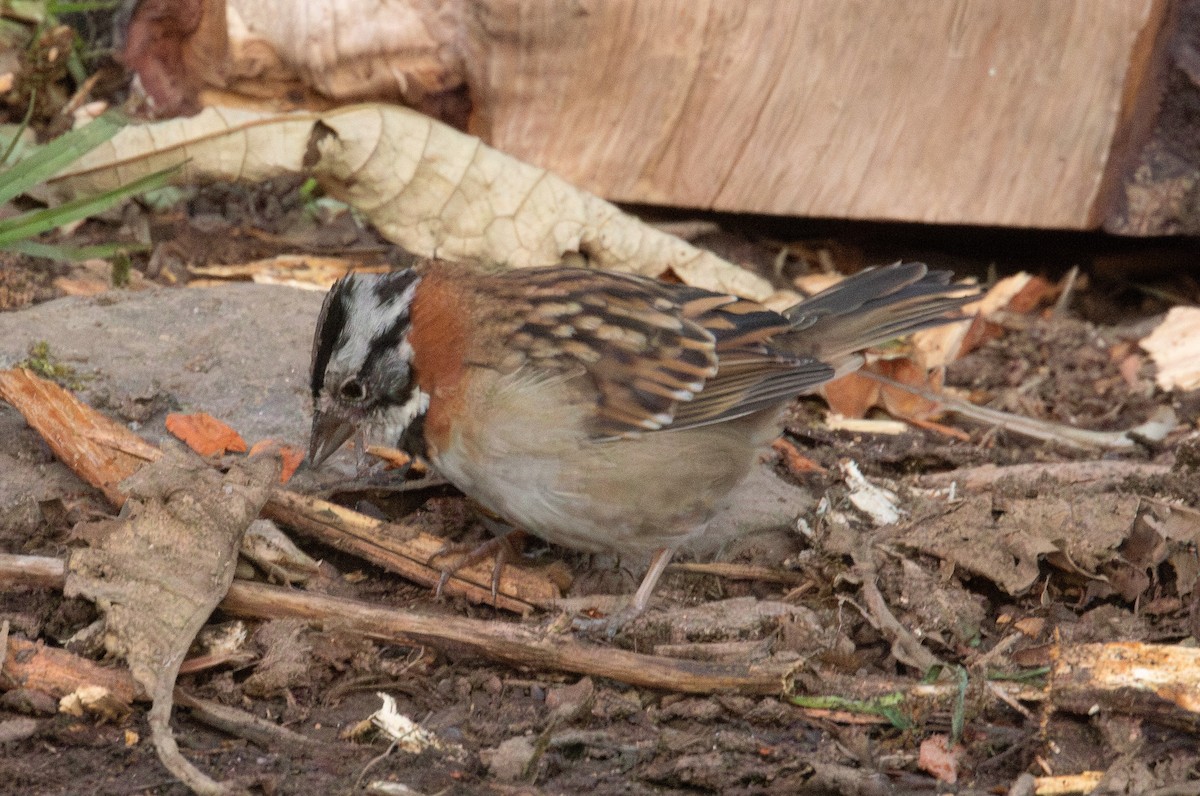 Rufous-collared Sparrow - ML646089810