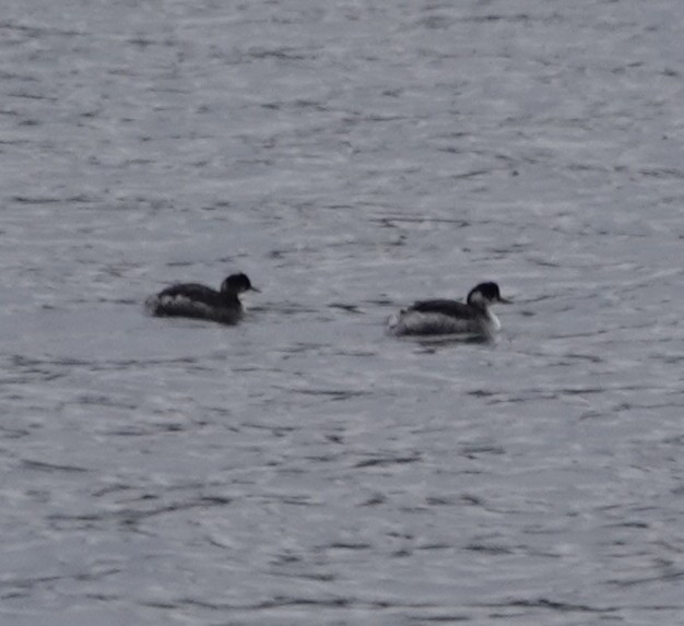 Eared Grebe - ML646089811