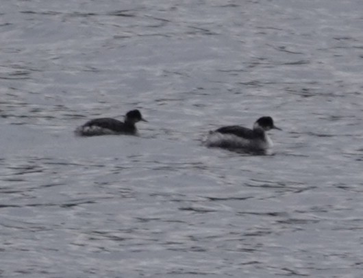 Grèbe à cou noir - ML646089812