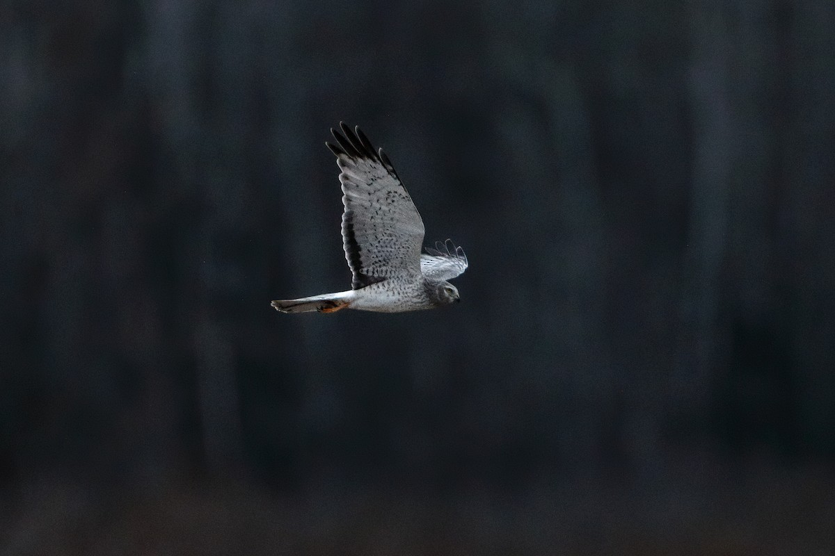 Northern Harrier - ML646089813