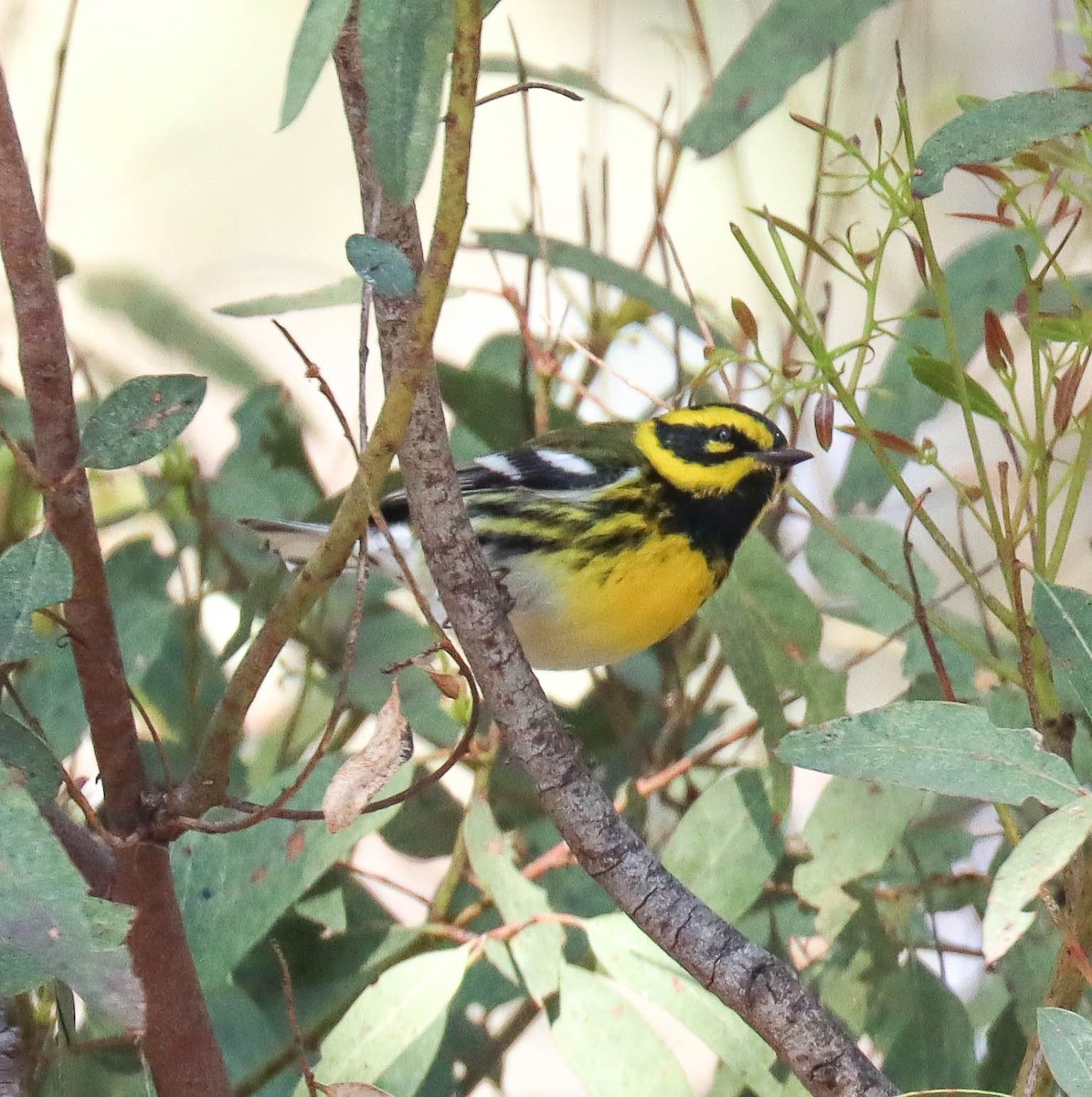 Townsend's Warbler - ML646089814
