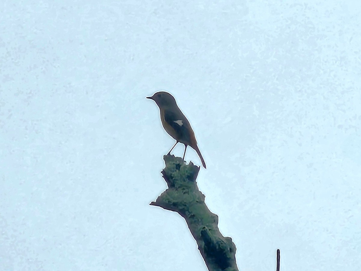 Daurian Redstart - ML646089815